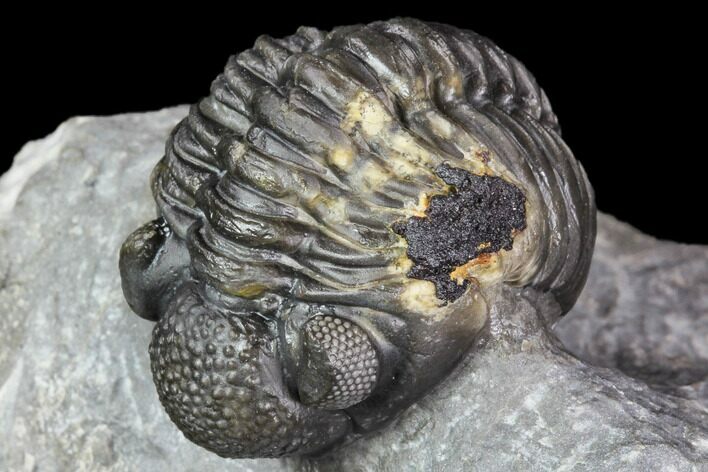 Adrisiops Weugi Trilobite - New Phacopid Species #104963